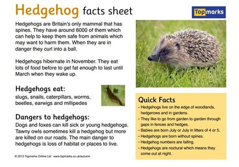 hedgehog fact file